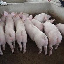 小猪崽子爆料视频大全最新